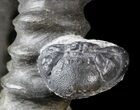 Devonian Ammonite (Anetoceras) - Morocco #63082-2